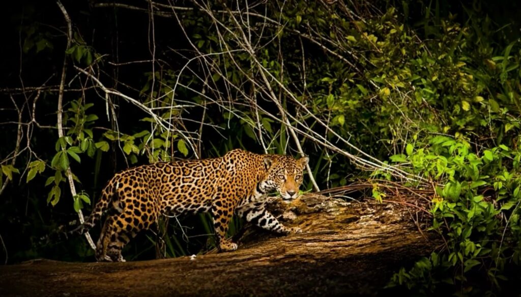 Jaguar in Manu National Park Peru – Amazon rainforest wildlife tour